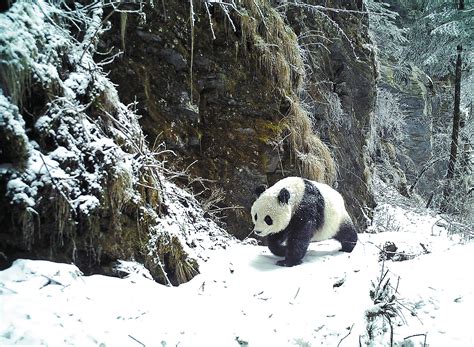 熊貓北川不走之谜——寓育、乡土和生活机智的多维度解读